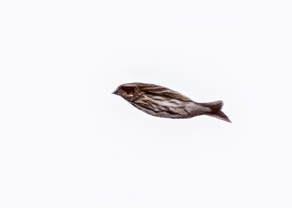 Purple Finch - ML646359438