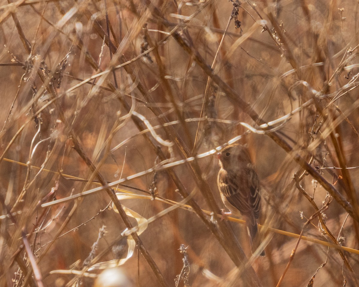 Field Sparrow - ML646359439
