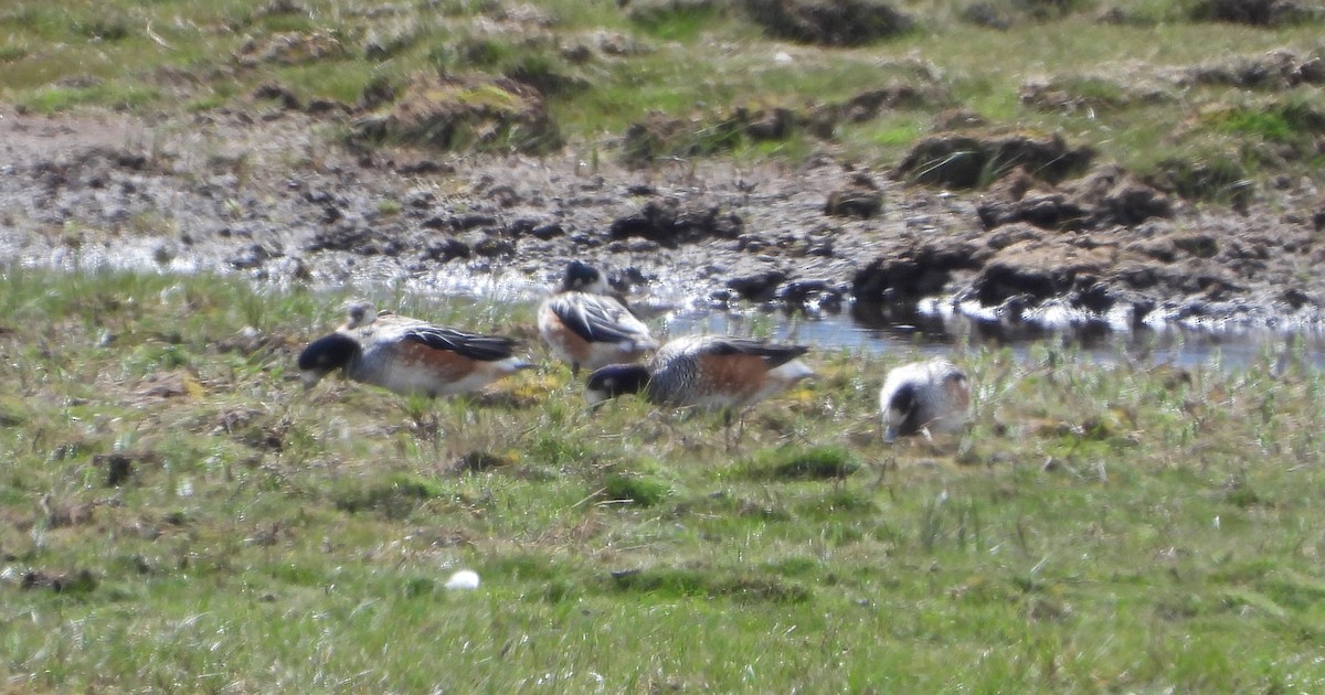 Chiloe Wigeon - ML646359442
