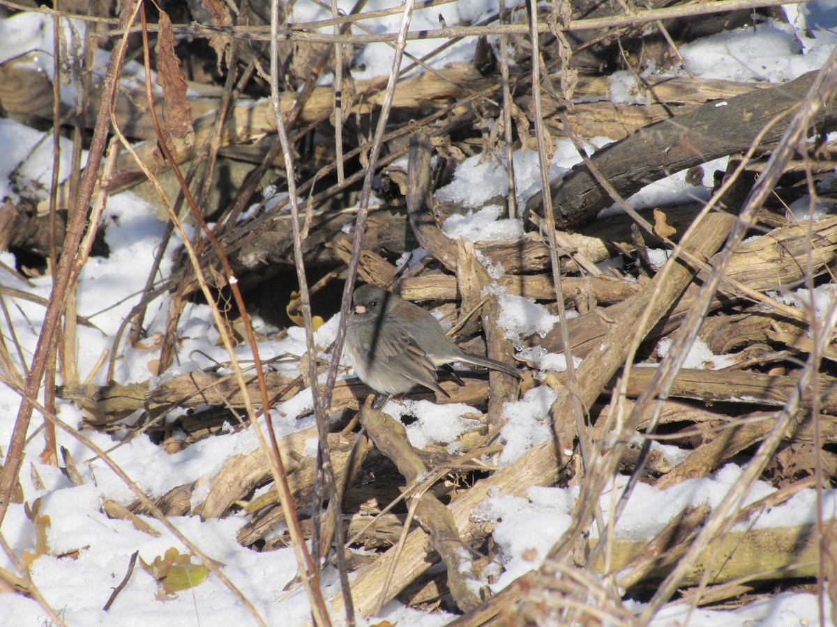 Dark-eyed Junco - ML646359444