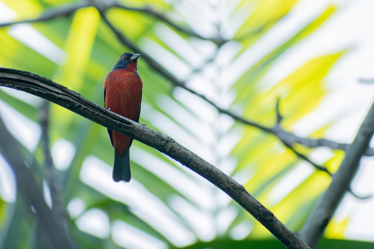 Painted Bunting - ML646359445