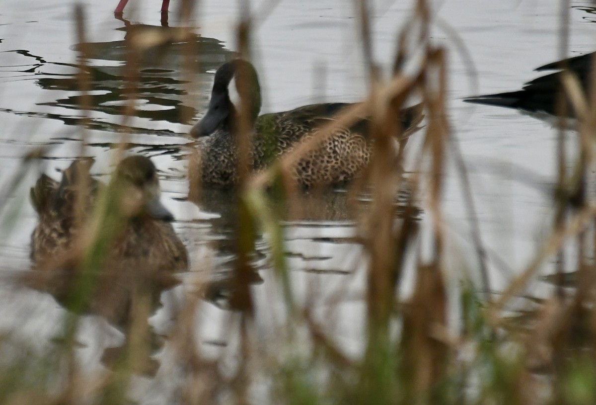 Blue-winged Teal - ML646359446