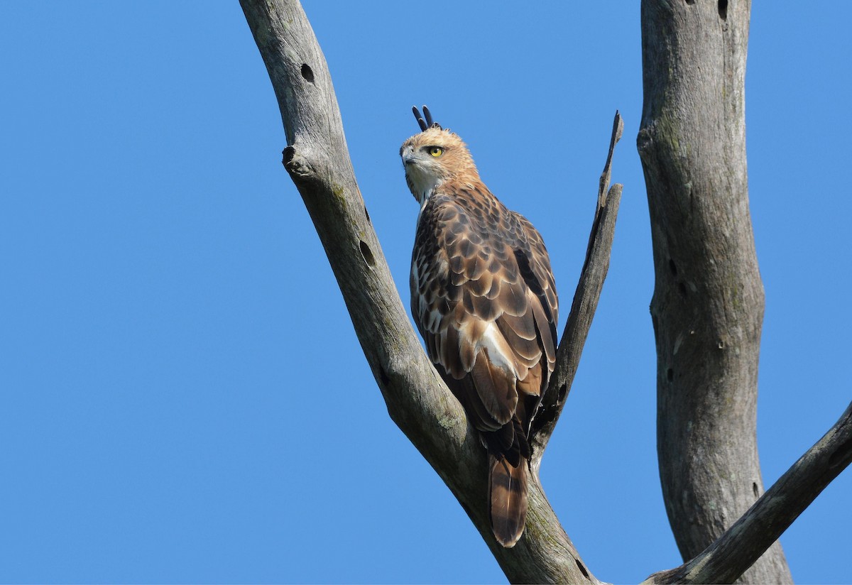 Changeable Hawk-Eagle - ML646359447