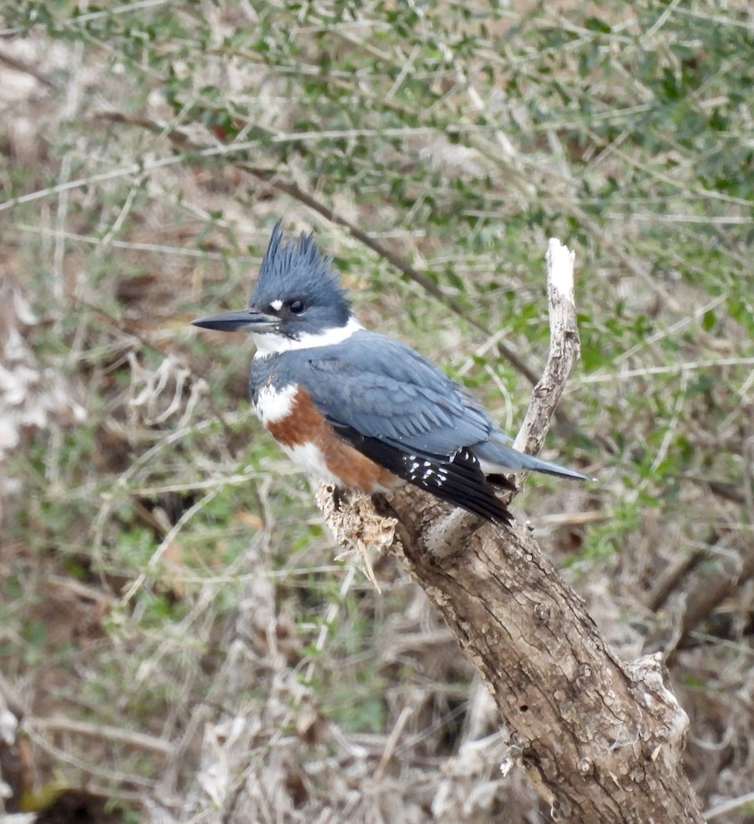 Belted Kingfisher - ML646359452