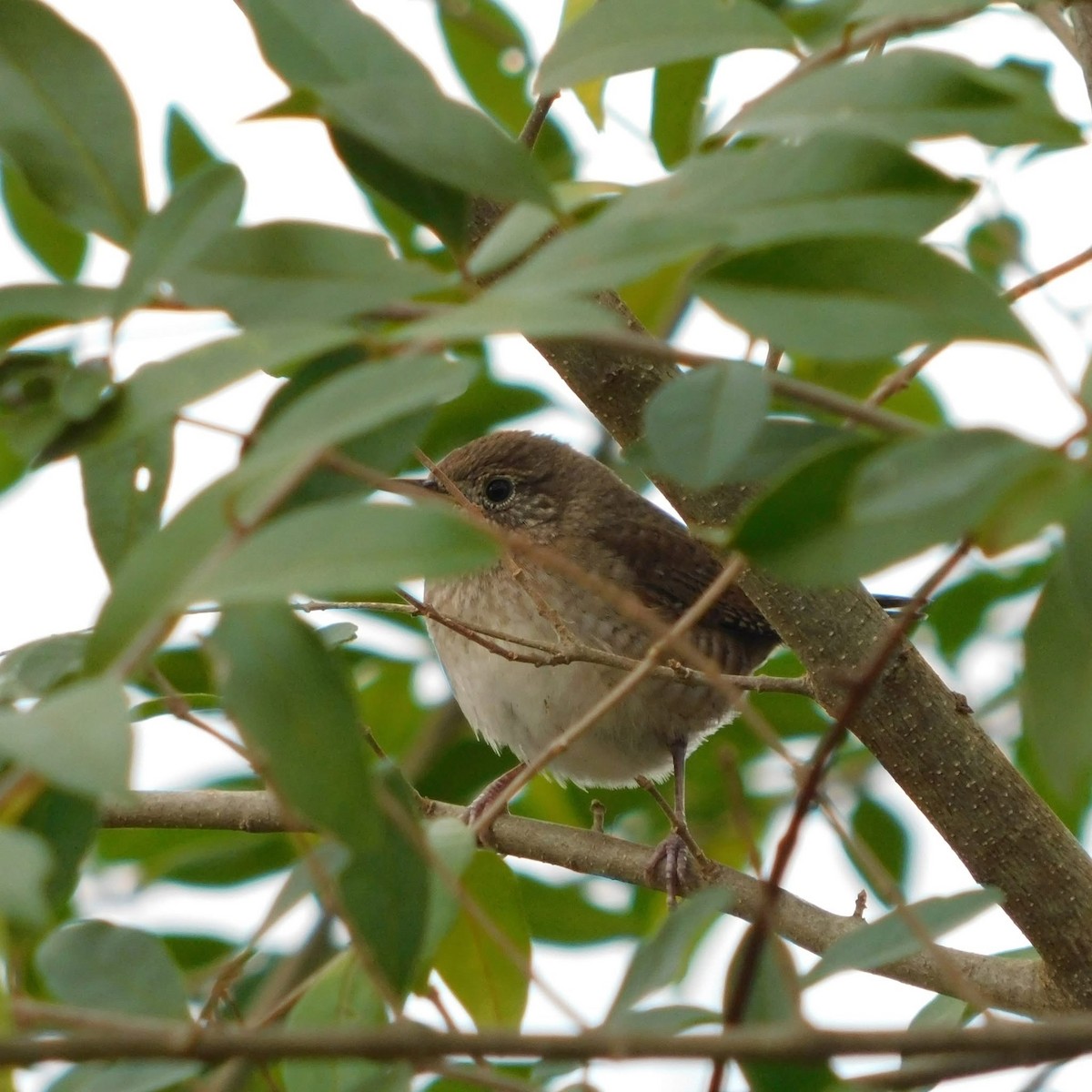 Northern House Wren - ML646359454