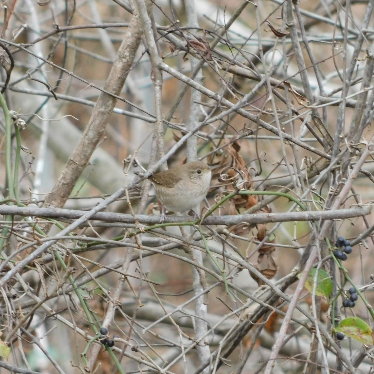 Northern House Wren - ML646359455