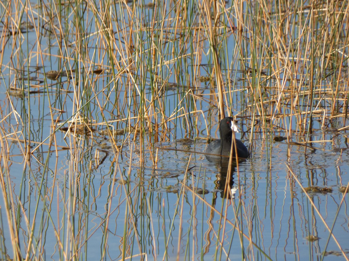 American Coot - ML646359456