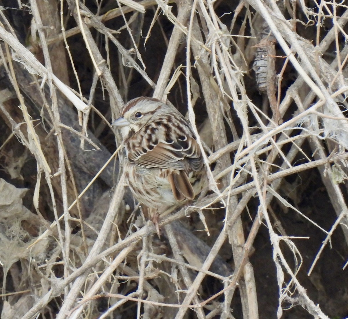 strnadec zpěvný - ML646359458