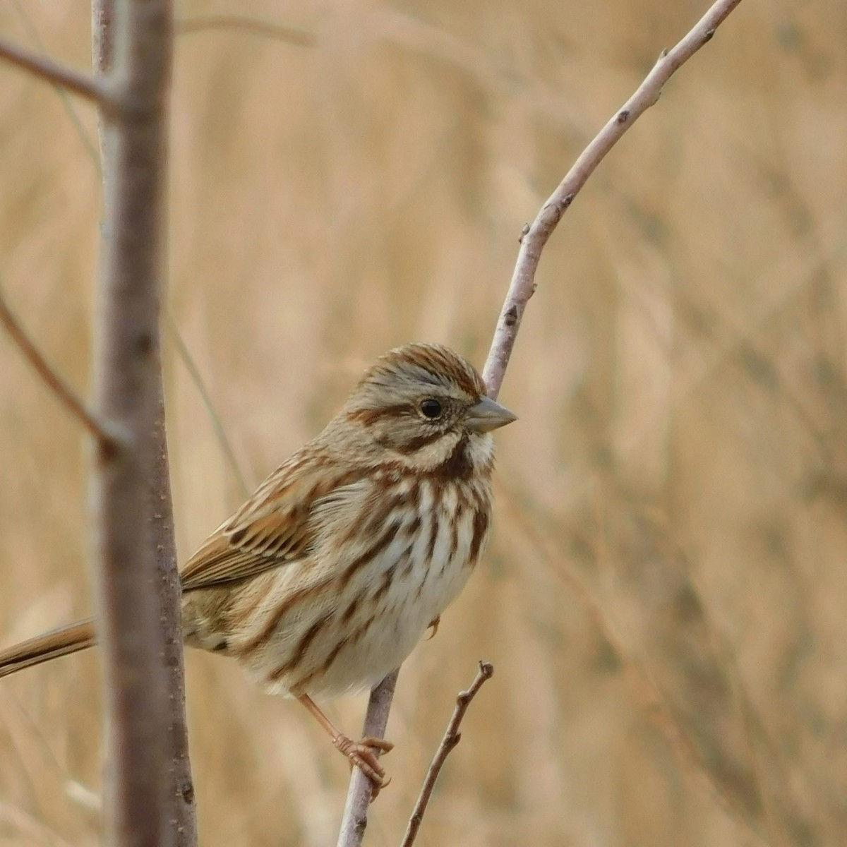 strnadec zpěvný - ML646359460