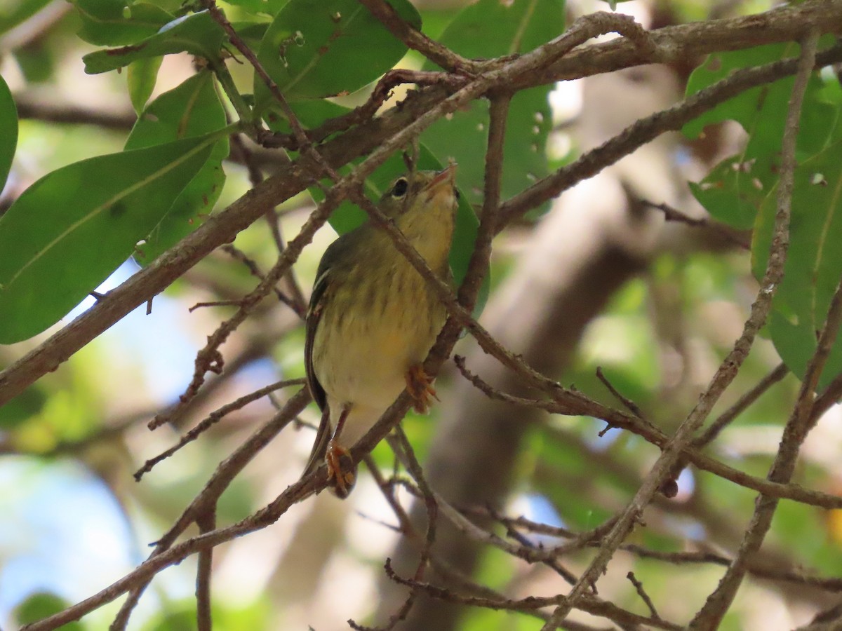 Blackpoll Warbler - ML646359461
