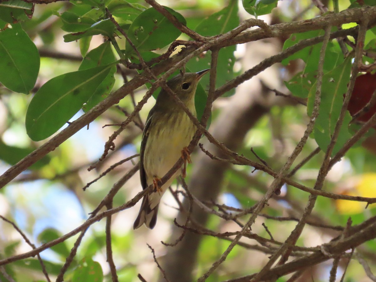 Blackpoll Warbler - ML646359462