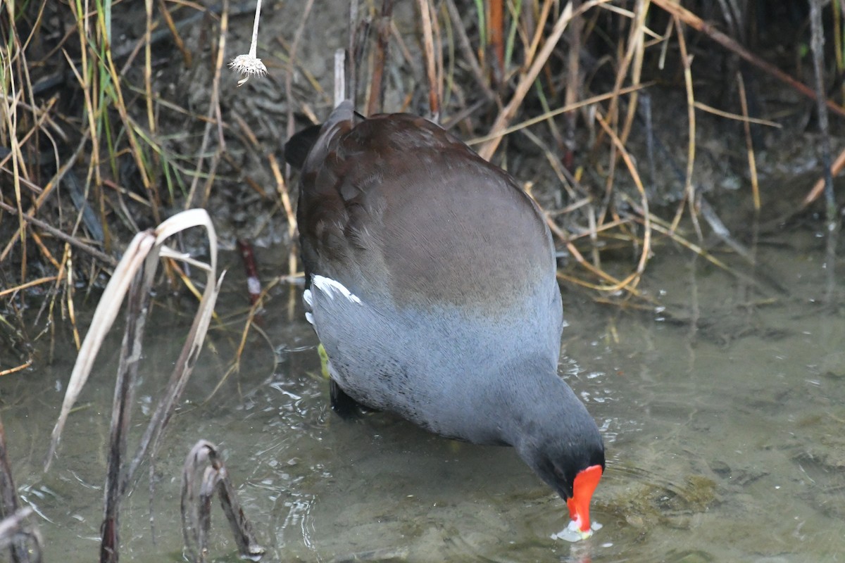 slípka americká - ML646359463