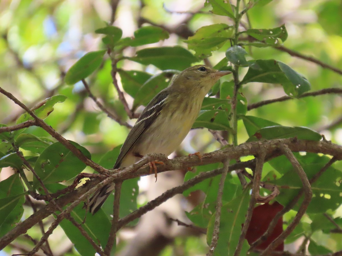Blackpoll Warbler - ML646359464