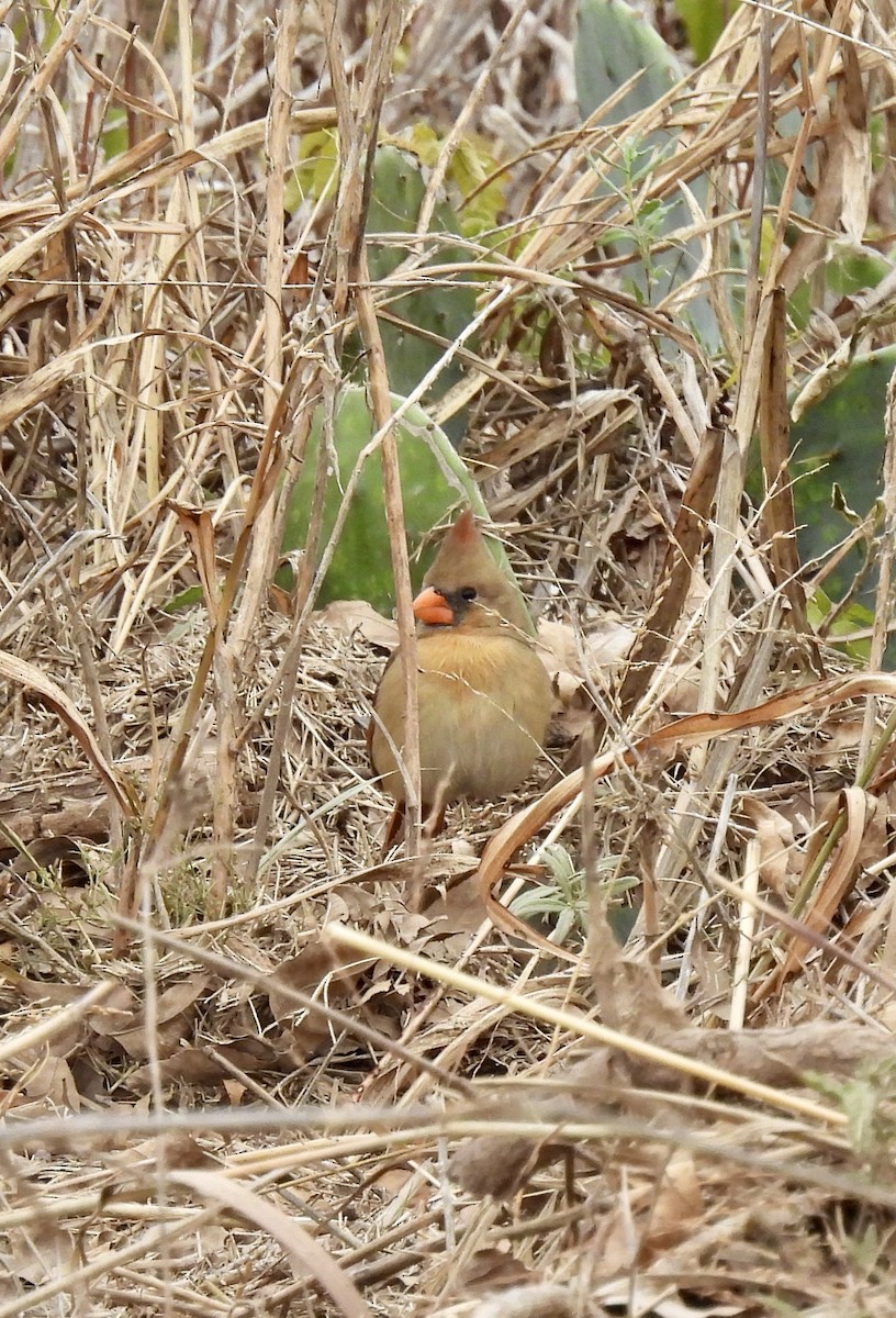 Northern Cardinal - ML646359465