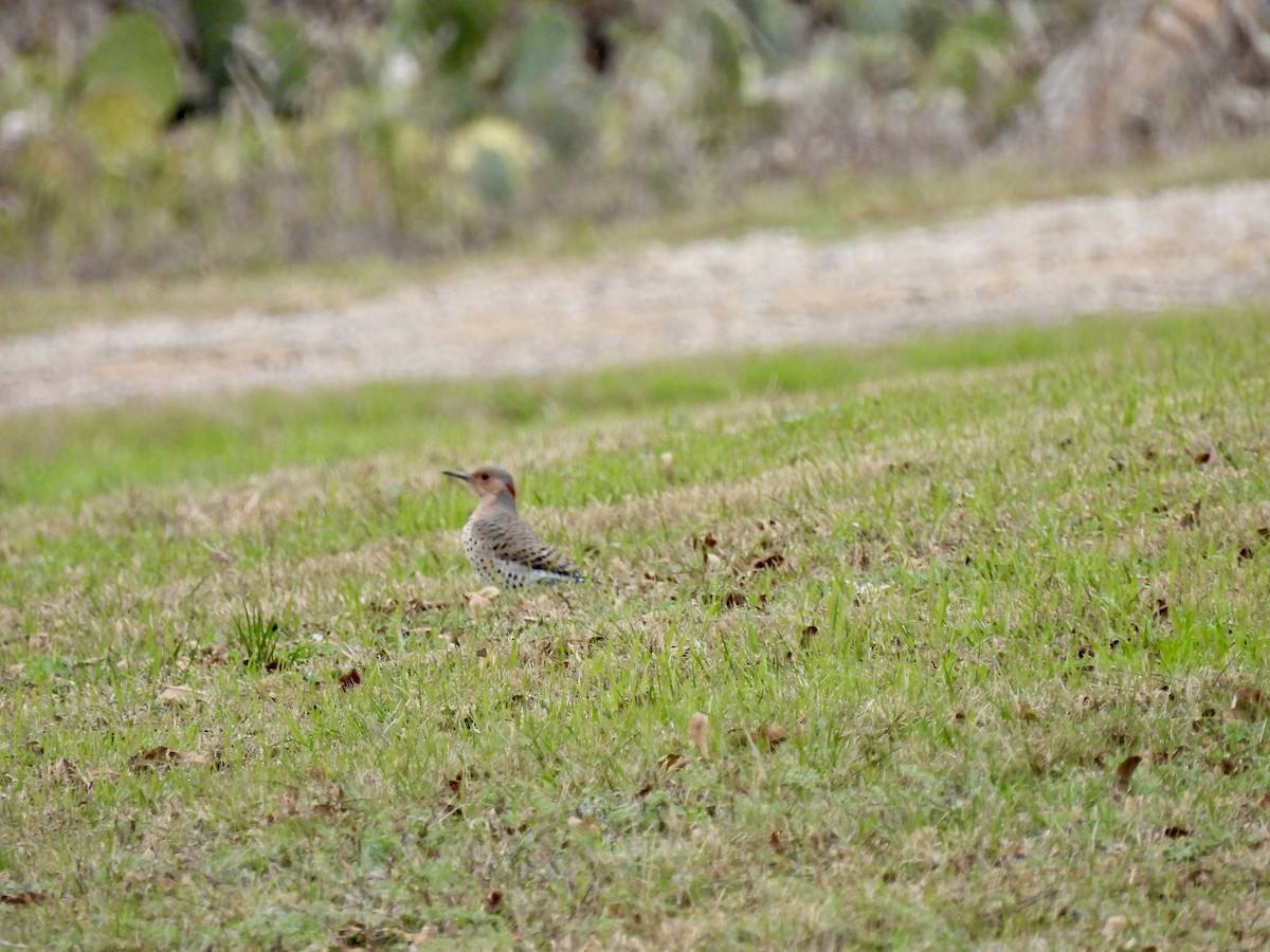 Northern Flicker - ML646359476