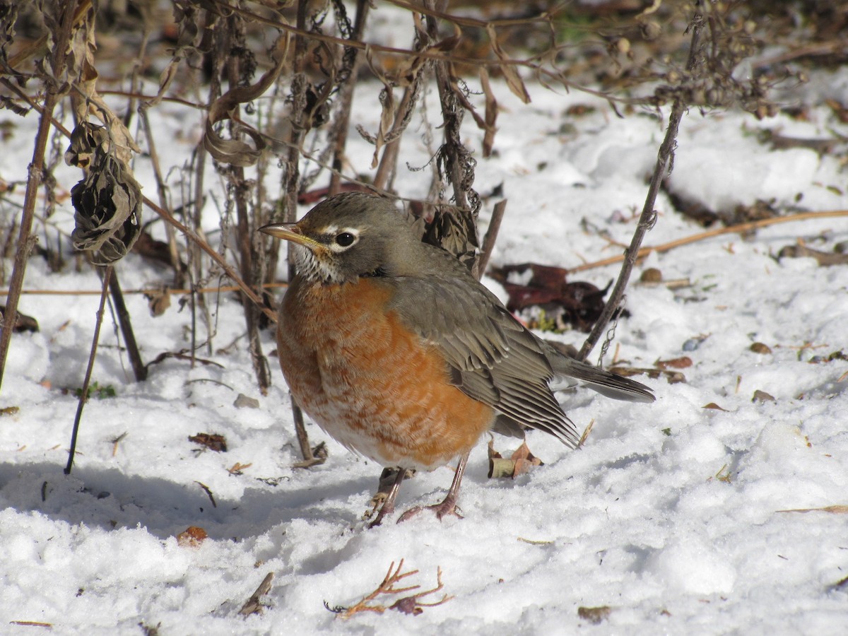 American Robin - ML646359478