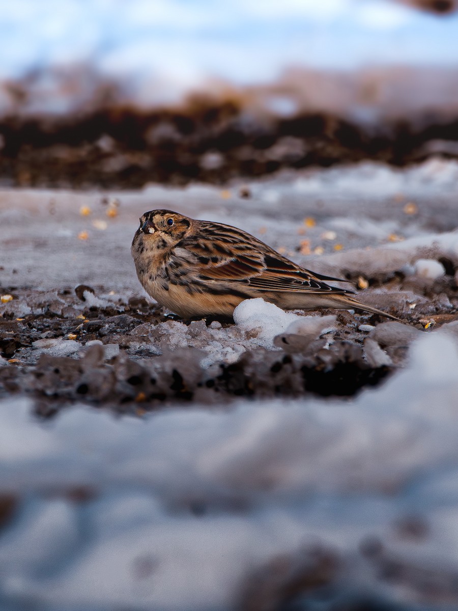Lapland Longspur - ML646359480