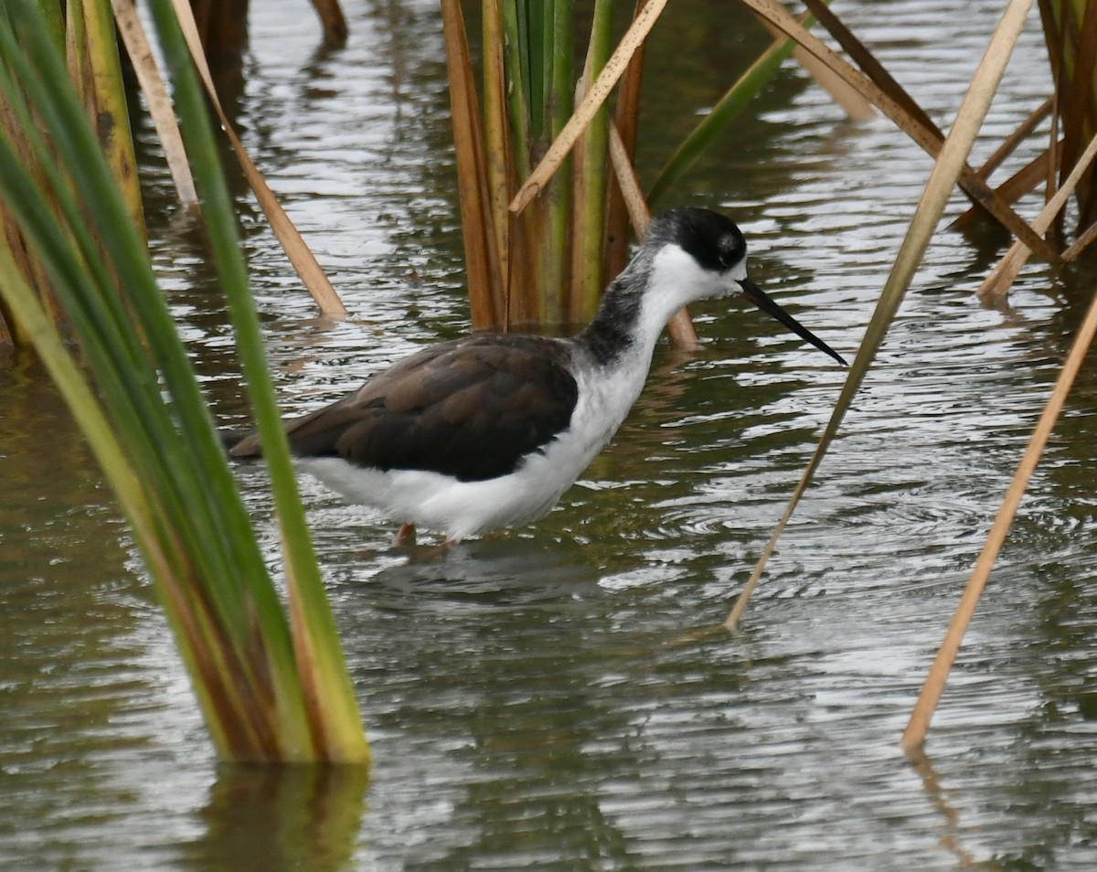 Black-necked Stilt - ML646359481