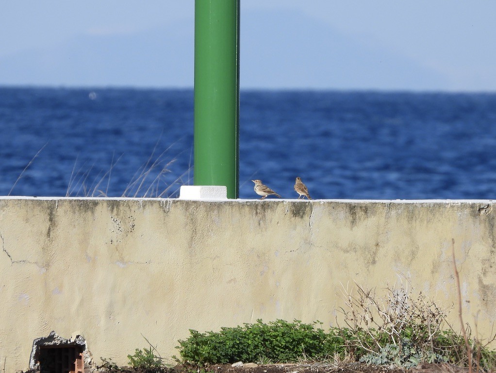 topplerke - ML646359485