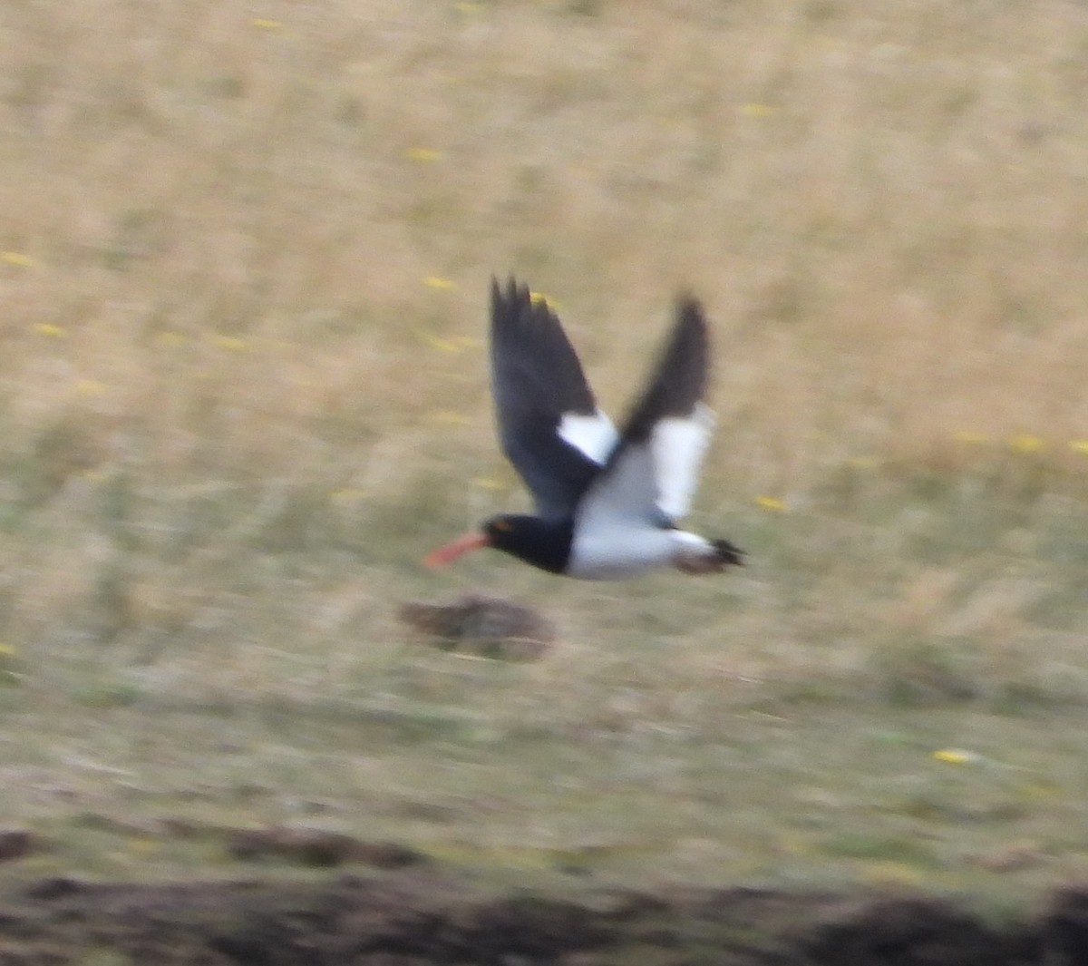 Magellanic Oystercatcher - ML646359486