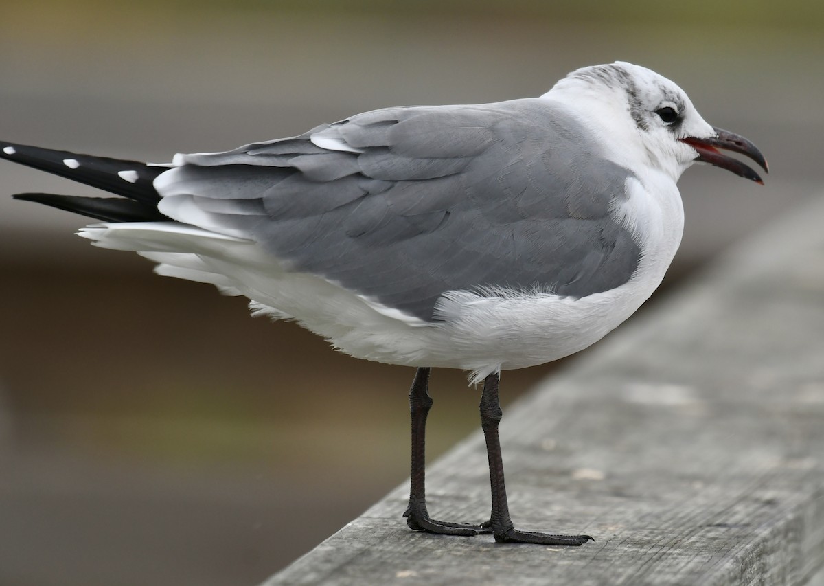 Laughing Gull - ML646359488