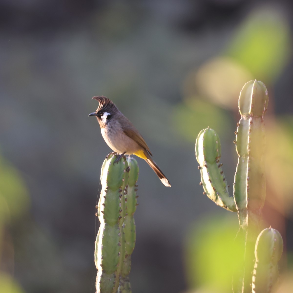 Himalayan Bulbul - ML646359489