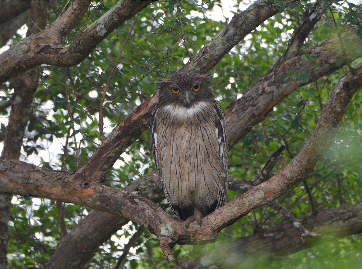 Brown Fish-Owl - ML646359490