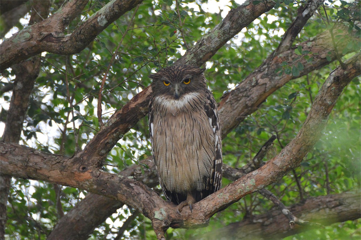 Brown Fish-Owl - ML646359491