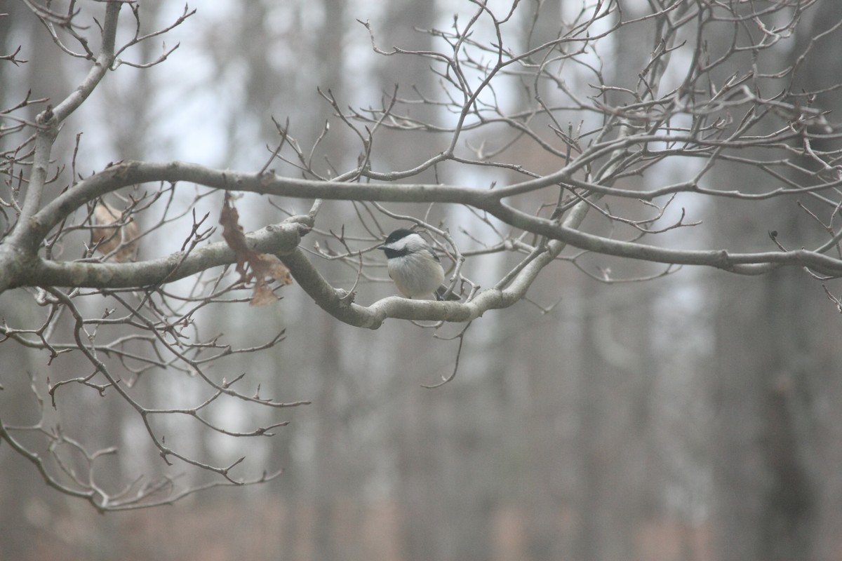 Carolina Chickadee - ML646359494