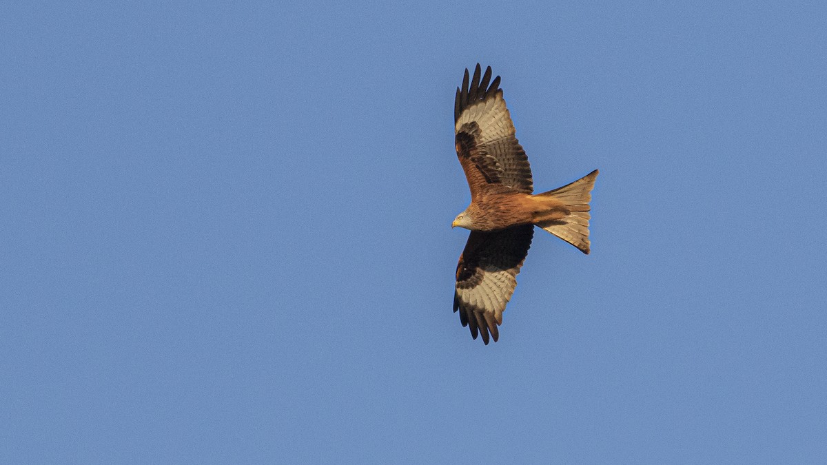Red Kite - ML646359495