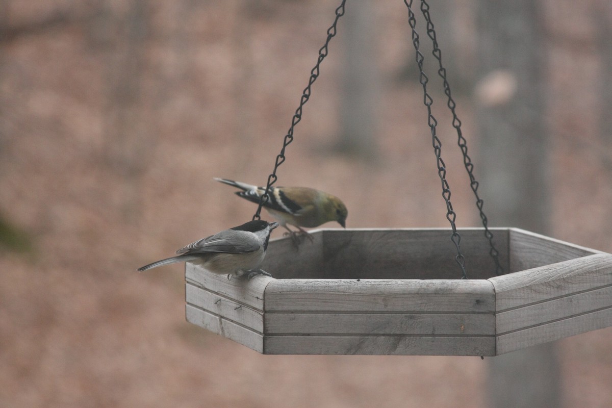 Carolina Chickadee - ML646359496