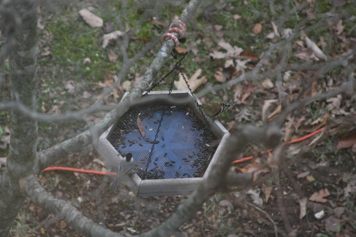 Carolina Chickadee - ML646359497