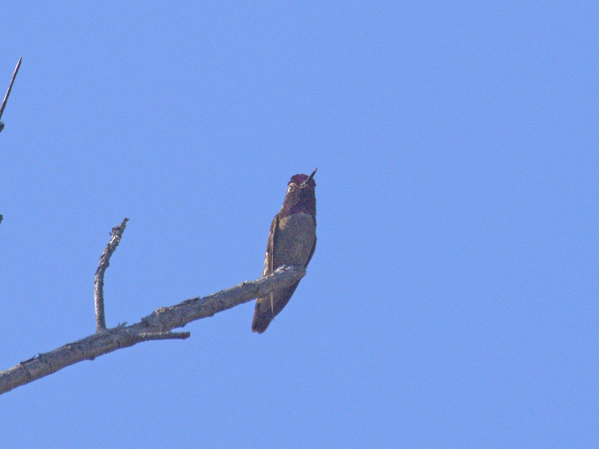 Costa's Hummingbird - ML646359503