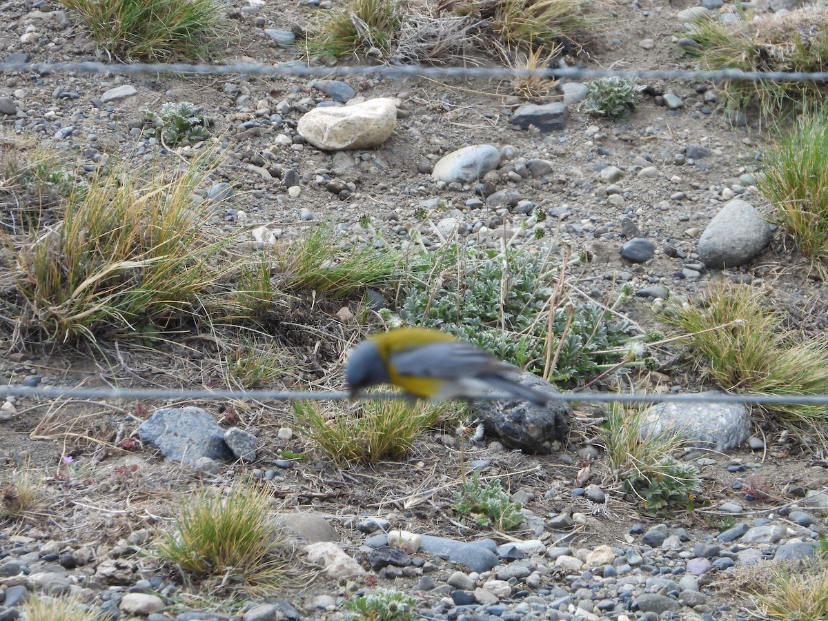Gray-hooded Sierra Finch - ML646359505