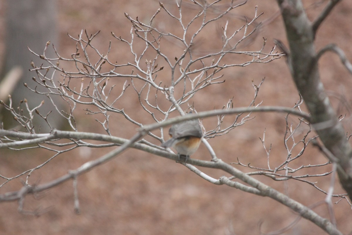 Tufted Titmouse - ML646359506