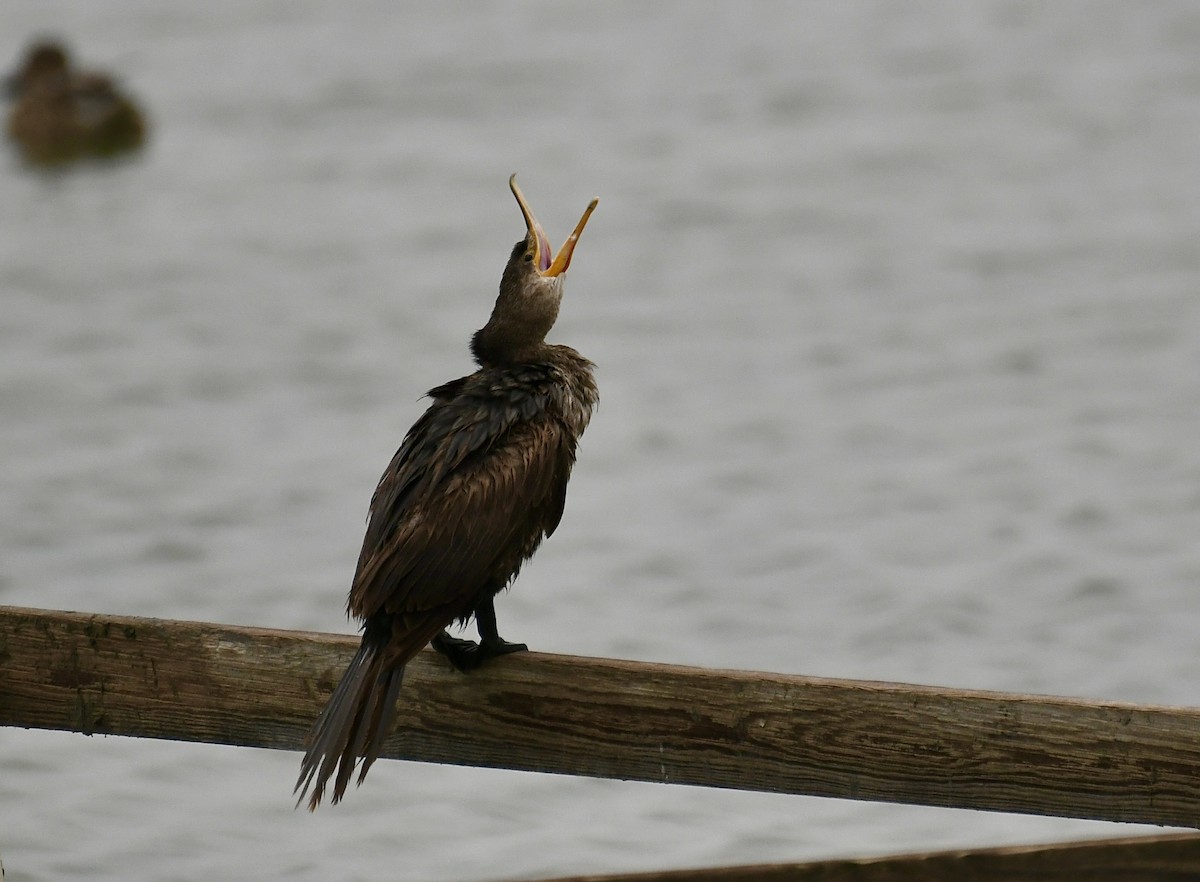 Neotropic Cormorant - ML646359507