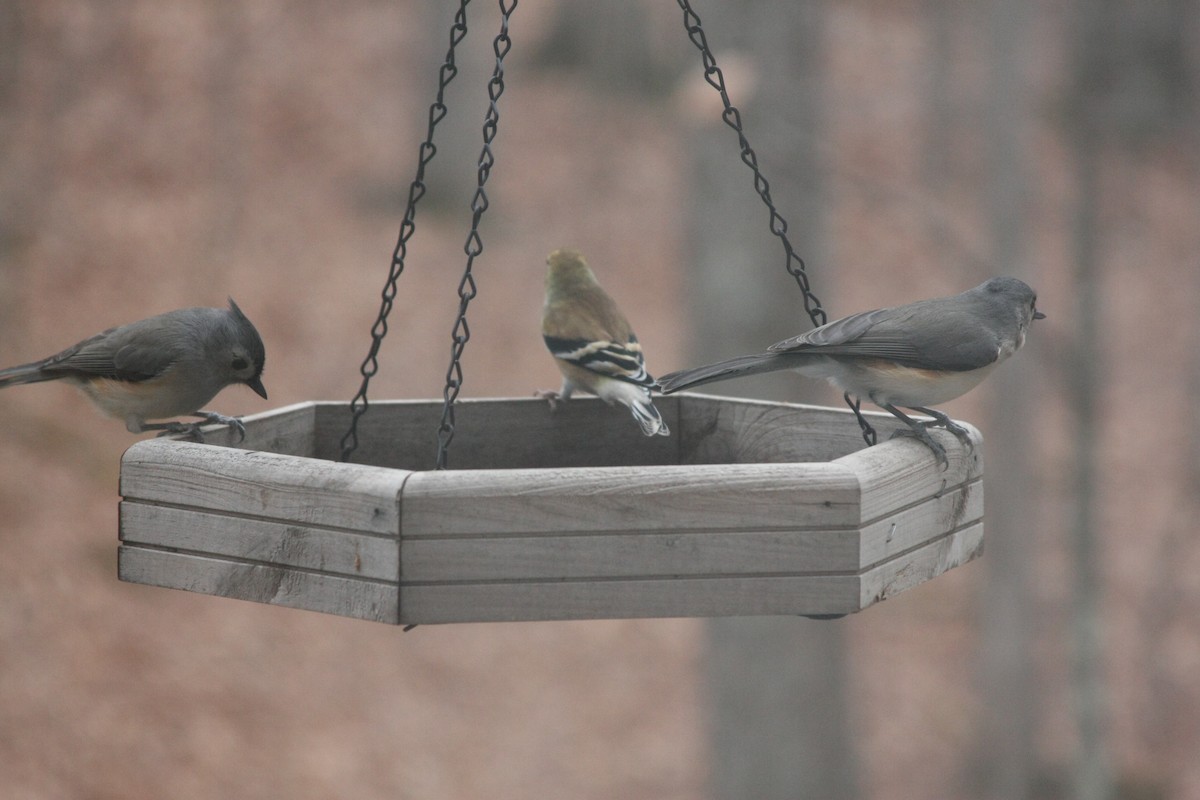 gråduskmeis - ML646359508