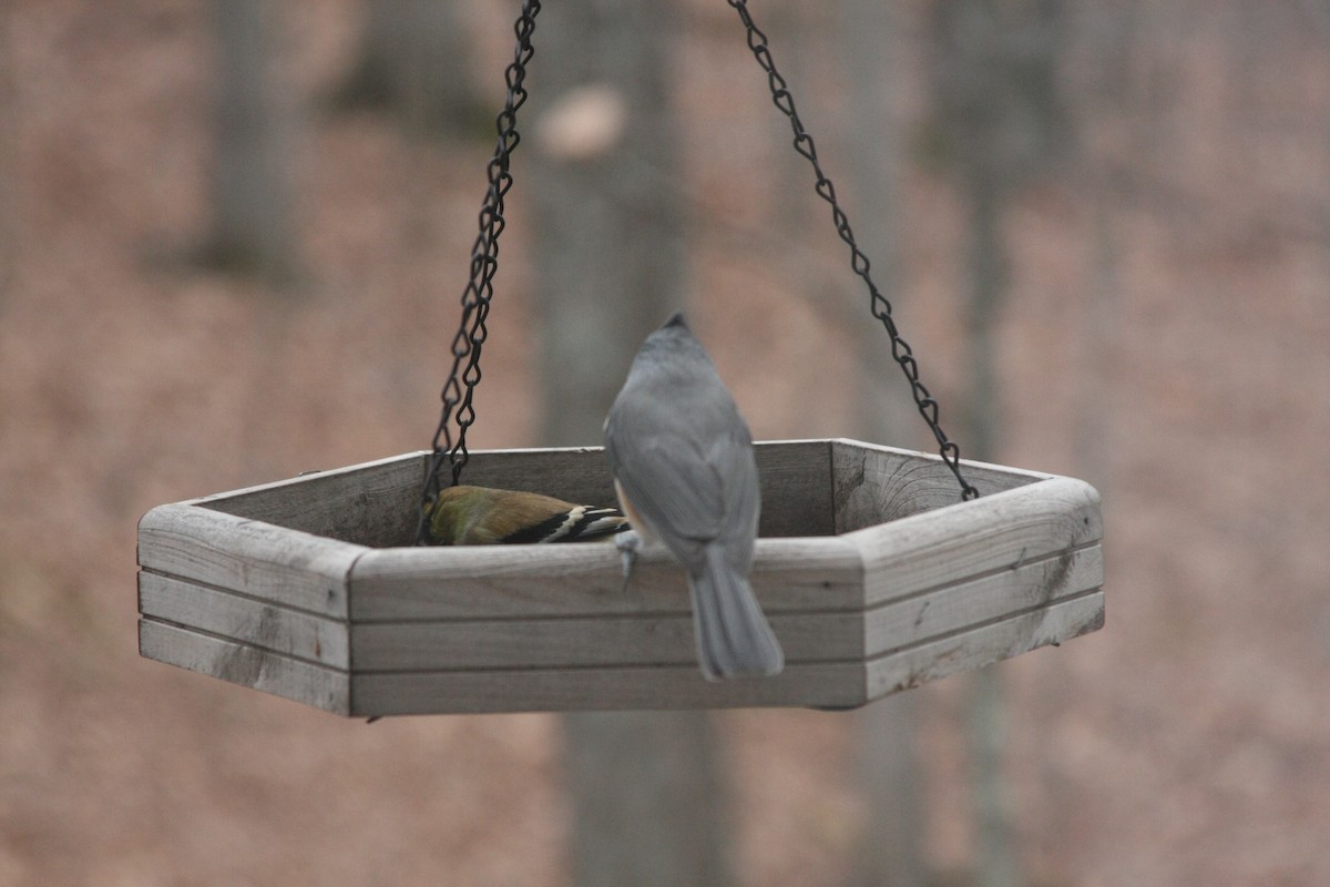 Tufted Titmouse - ML646359509