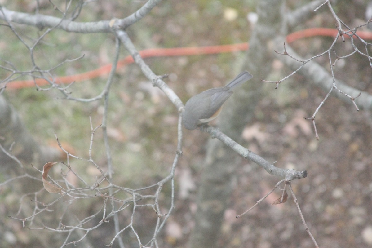 gråduskmeis - ML646359510