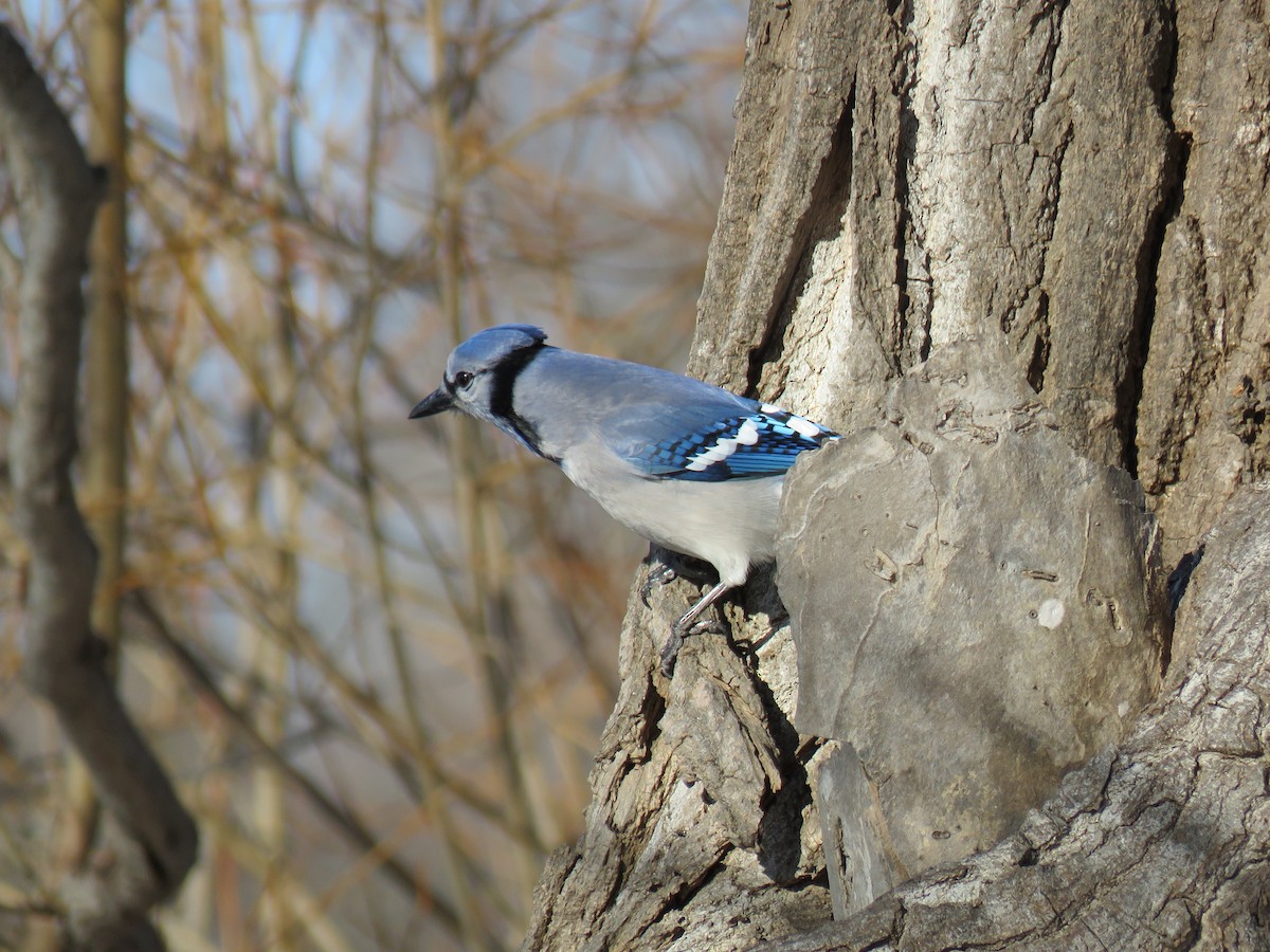 Geai bleu - ML646359513