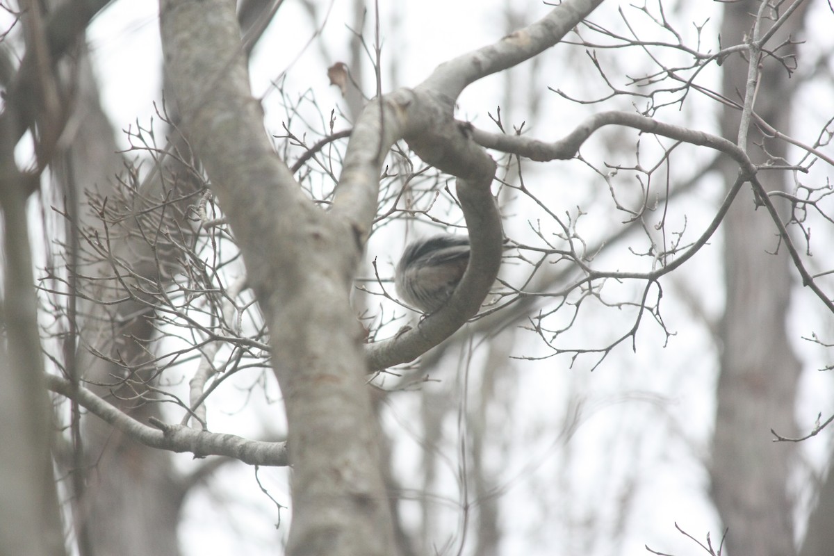 hvitbrystspettmeis (carolinensis) - ML646359518