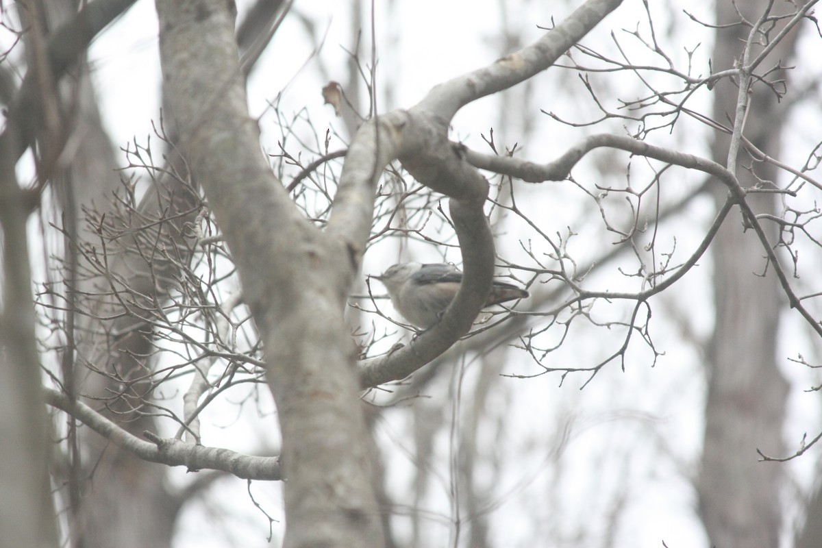 White-breasted Nuthatch (Eastern) - ML646359519