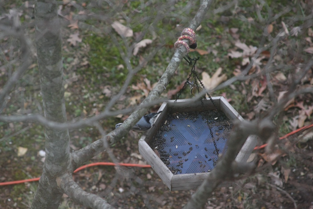 White-breasted Nuthatch (Eastern) - ML646359520