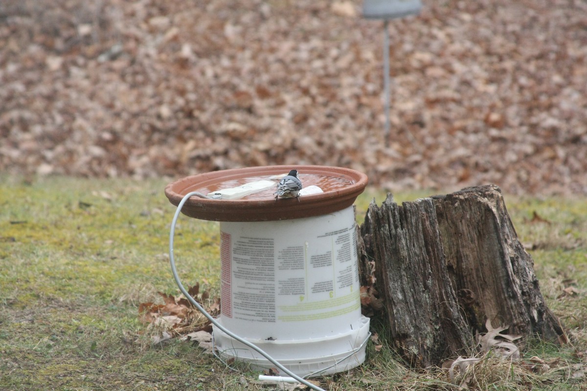 White-breasted Nuthatch (Eastern) - ML646359521