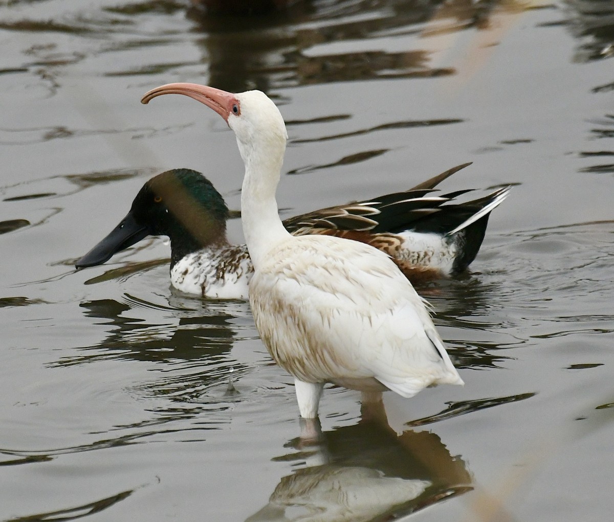 White Ibis - ML646359522