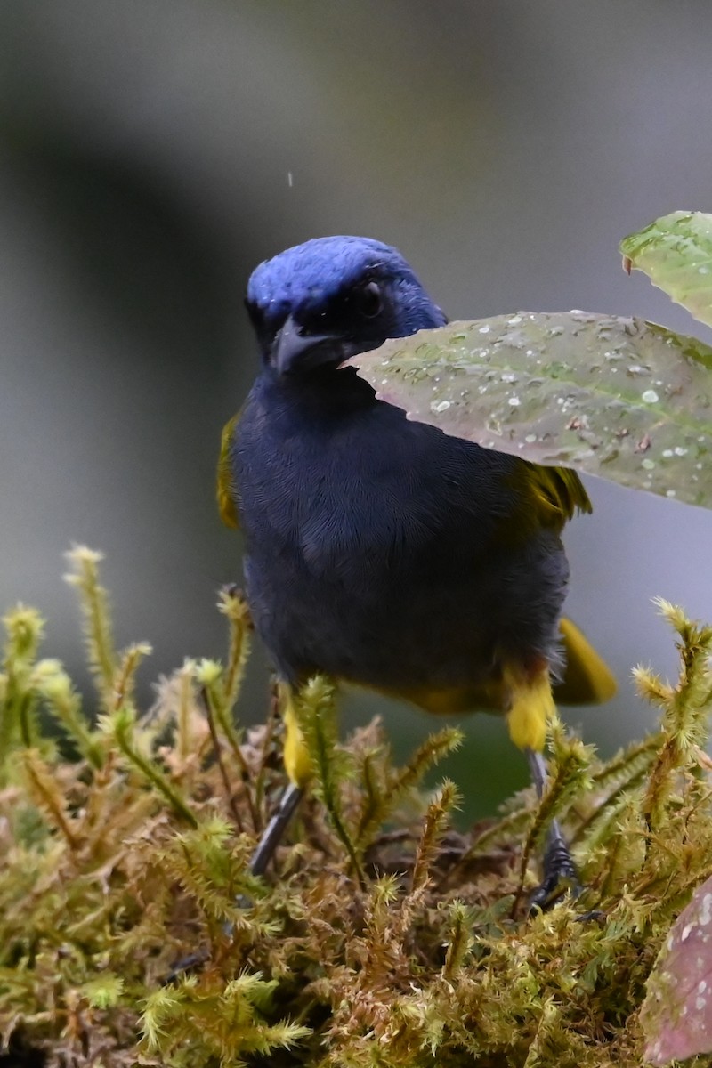 Blue-capped Tanager - ML646359523