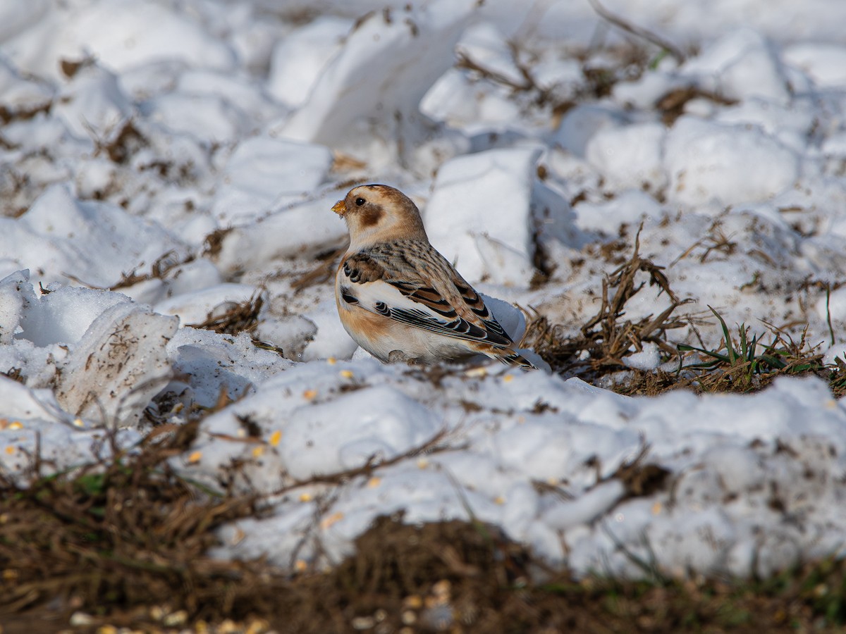 Snow Bunting - ML646359524
