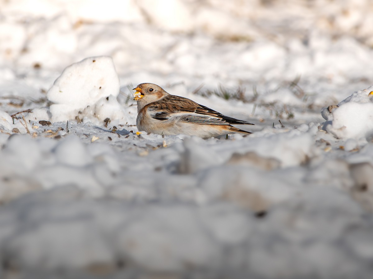 Snow Bunting - ML646359525