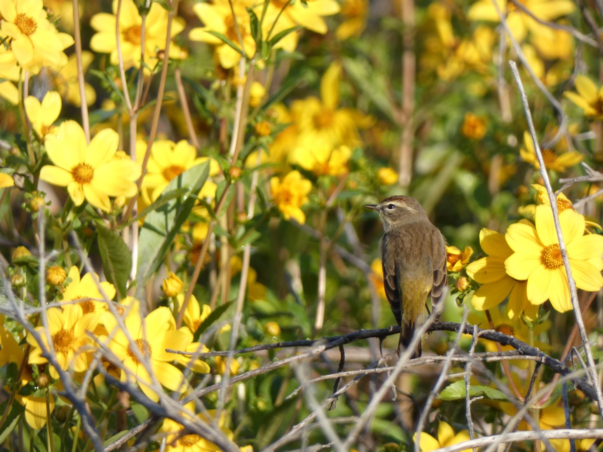 Palm Warbler - ML646359526