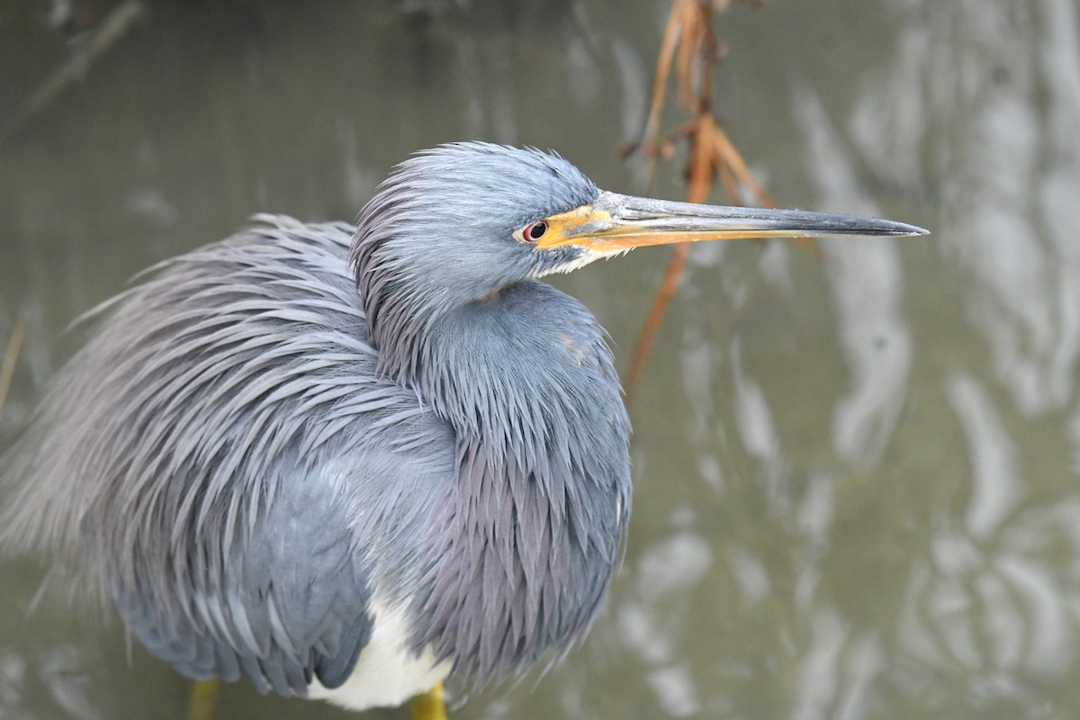 Tricolored Heron - ML646359528